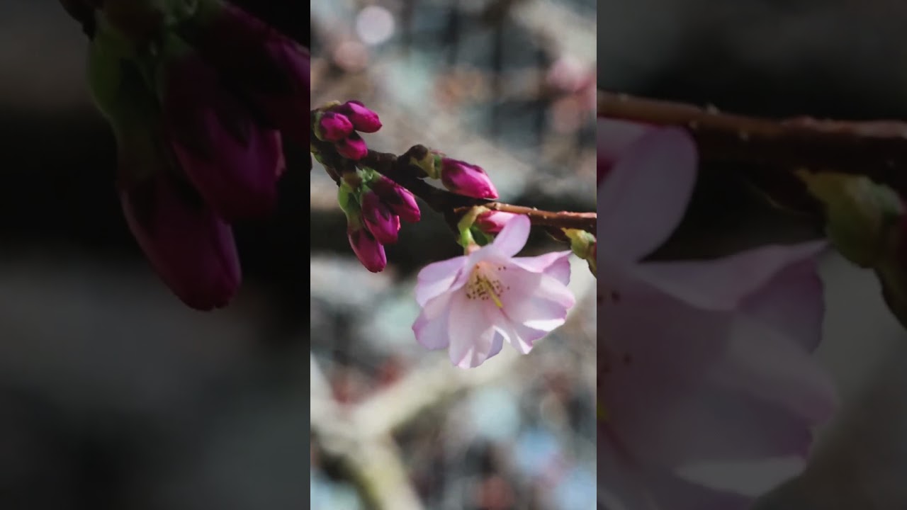 Happy Spring 🌸