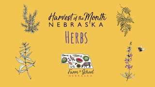Harvest of the Month: Herbs