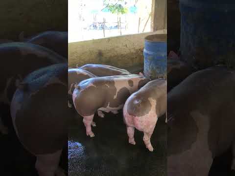Granja gf suinos em Itapipoca Ce a máquina da suinocultura do nordeste 🚀🚀🚀🚀