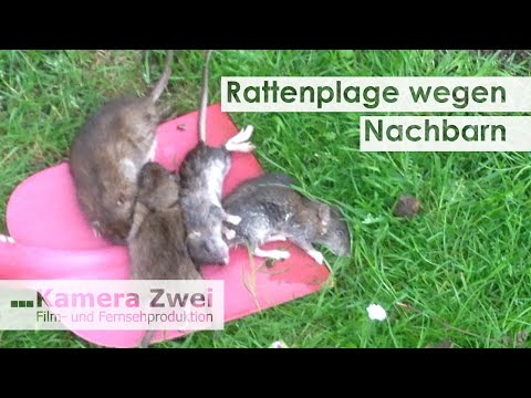 Rat plague: Neighbor runs illegal garbage dump | Kamera Zwei