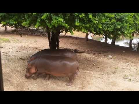 Animals time in Ridiyagama safari park #animals #nature #beautiful
