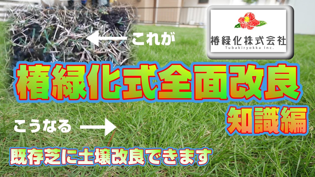 【あなたの芝生を救います】椿緑化式全面改良の施工方法を皆様に。知識編