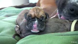 Amazing Boxer Puppies Birth 2018! Part 2 (Must See)