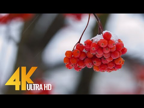 4K Winter Beauty of Rowan Trees in Snow with Relaxing Birds Singing