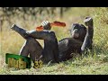 Big Balls Killer Bacon Prime Show Epi 3