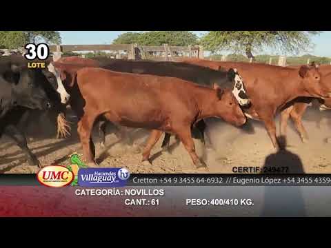 Lote 61 Novillos en Sta. Clara de Buena Vista, Santa Fe