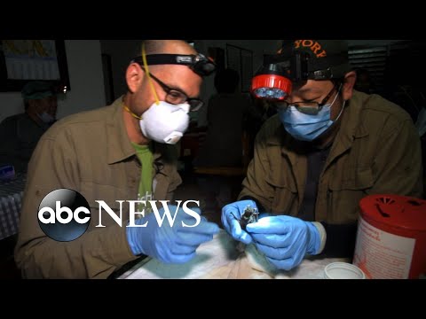 病毒獵手如何確定疫情的來源？ (How virus hunters determine an outbreak’s origins)