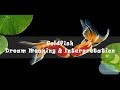 Goldfish - Dream Meaning & Interpretation
