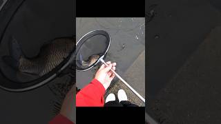 昼寝してる魚捕まえてみた#shorts