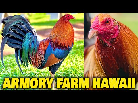 HAWAII Nice Birds Armory Farm