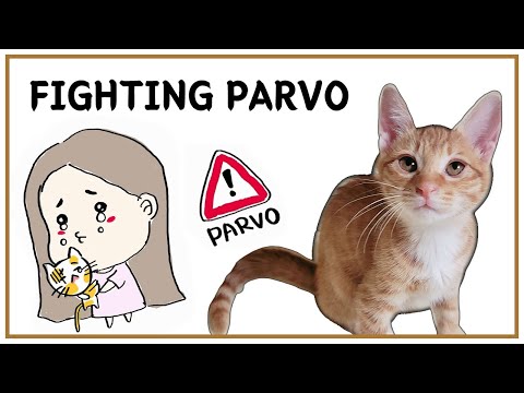 Cat Parvo Treatment, How we saved all 7 kittens (Feline Panleukopenia)