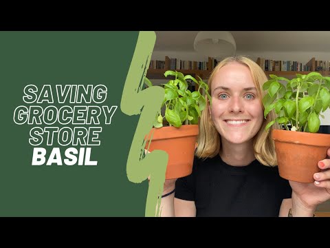 バジルケアガイド 🪴|食料品店のバジルを生かし続ける方法
