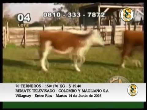 14-06-16 - Venta de Terneros - Remate Televisado Colombo y Magliano S.A.