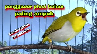 Download lagu Suara Burung Pleci Gacor Ngalas Ngerol,Penggacor Pleci Bahan || Pleci Bustomi Gacor mp3