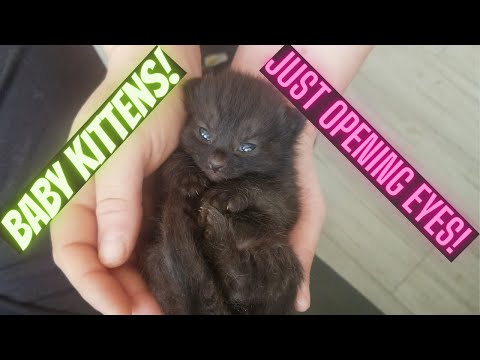 Newborn kittens - Just opening their eyes!