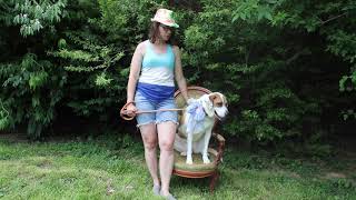 Video preview image #1 Great Pyrenees-Unknown Mix Puppy For Sale in Bardstown, KY, USA