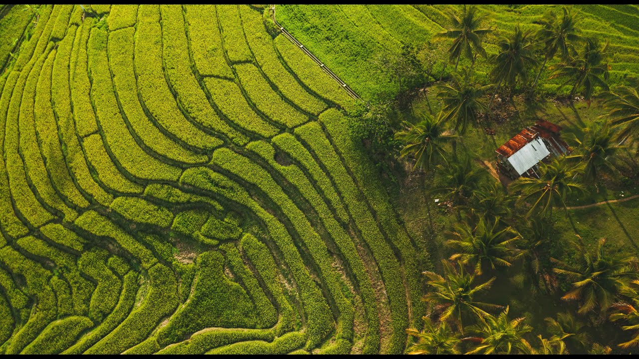 Experience the breathtaking aerial panorama of Cadapdapan Rice Terraces.