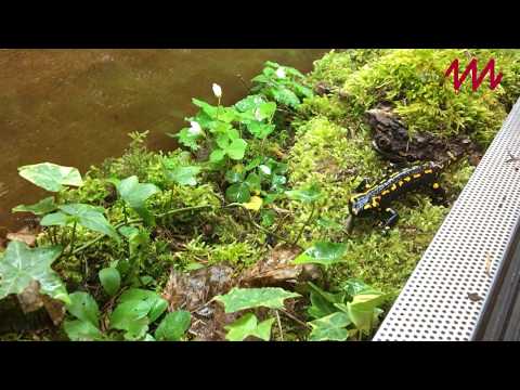 Tiere aus der Museumspädagogik / Der Feuersalamander | MNM