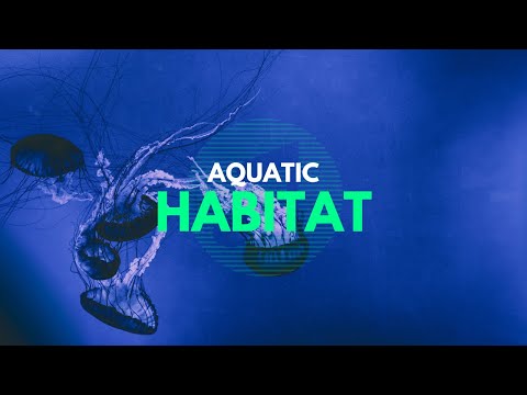 Exploring the Underwater Wonders of Aquatic Habitats