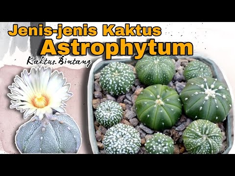 , title : 'Jenis-jenis Kaktus Astrophytum | Kaktus Sultan'