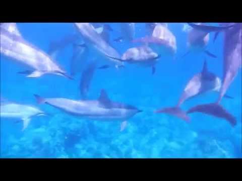 Wild Dolphin Delight - Crystal Singing Bowls -  Annie Jameson & Roberta Goodman