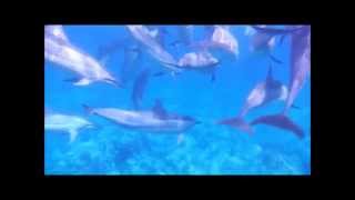 Wild Dolphin Delight - Crystal Singing Bowls -  Annie Jameson & Roberta Goodman