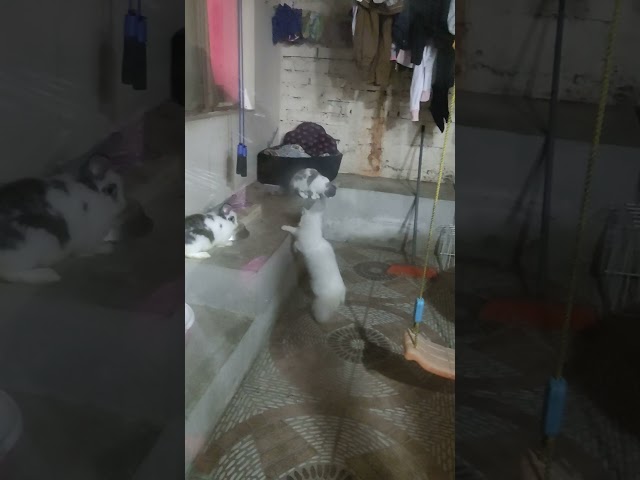 Vídeo relacionado con Adorel Braguitas Calzoncillos Ropa Interior Algodón Niñas Pack de 8 Gato y Conejo 3-4 Años (Tamaño del Fabricante M)