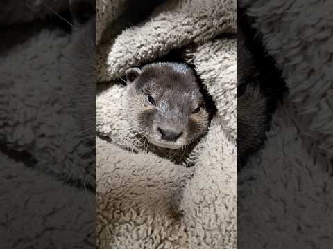 調子に乗って氷を食べすぎたカワウソの末路😂😂 The fate of an otter that ate too much ice #shorts