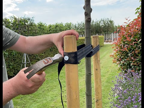 Baum anbinden 🌳