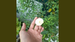 Download lagu Genggam Harapan Rindu mp3 Download lagu Genggam Harapan Rindu mp3