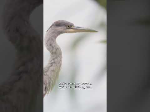 Wait. You can go birdwatching in London?