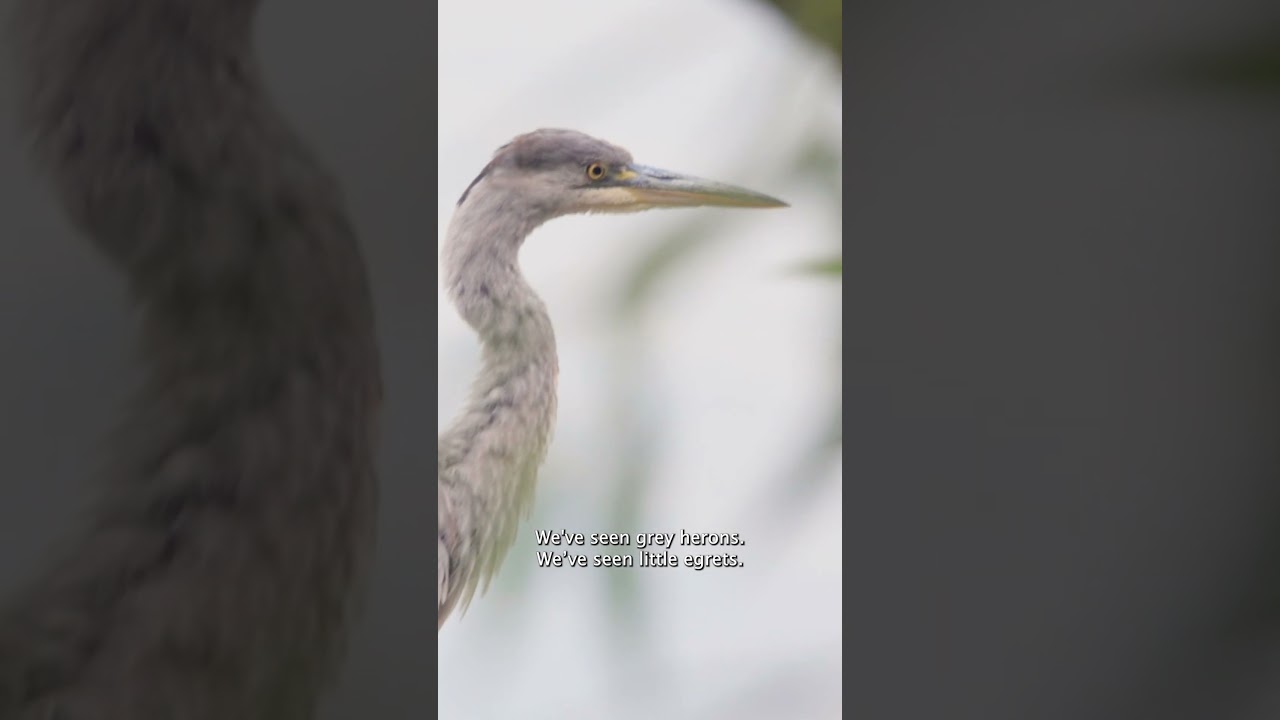 Wait. You can go birdwatching in London?