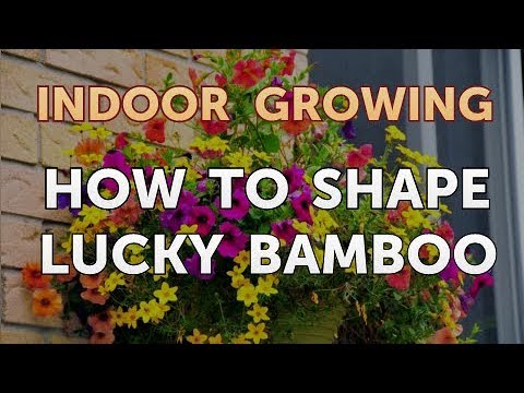 How to Regrow a Broken Aloe Leaf