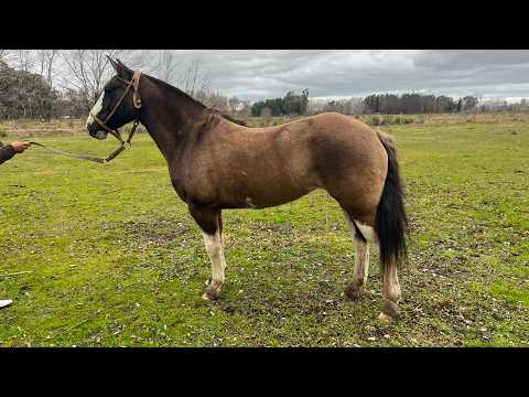 Yegua lobuna mansa agil y funcional para el campo💸$3.600.000 - LOSEQUINOS.COM