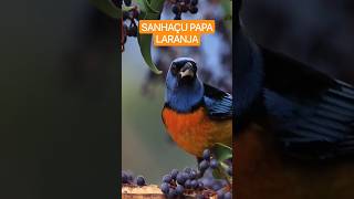 Lindo Sanhaçu-Papa-Laranja se Alimentando na Natureza. #shorts #cantodepássaros #natureza