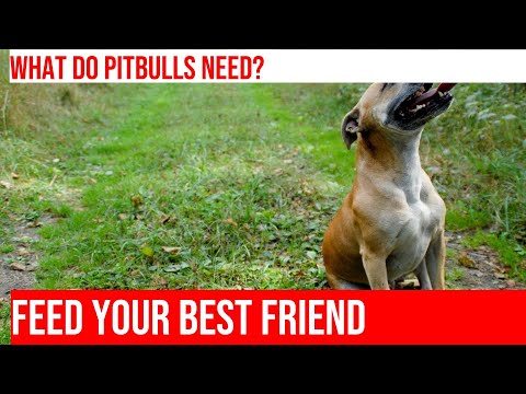Feeding Your Best Friend: Pitbull Nutrition 101