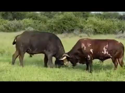 BUFFALO vs BULL.....EPIC FIGHT ..WATCH TILL THE END