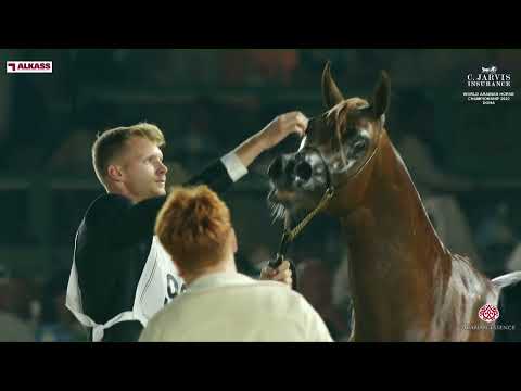 N 99 GAZAL AL RIFAA   World Arabian Horse Championship 2023   Doha   Junior Colts   Section A Class