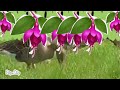 Go Eco Babytv Season 1 Baby Animals And Night
