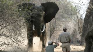 Fieldsports Britain – Elephants and clayshooting