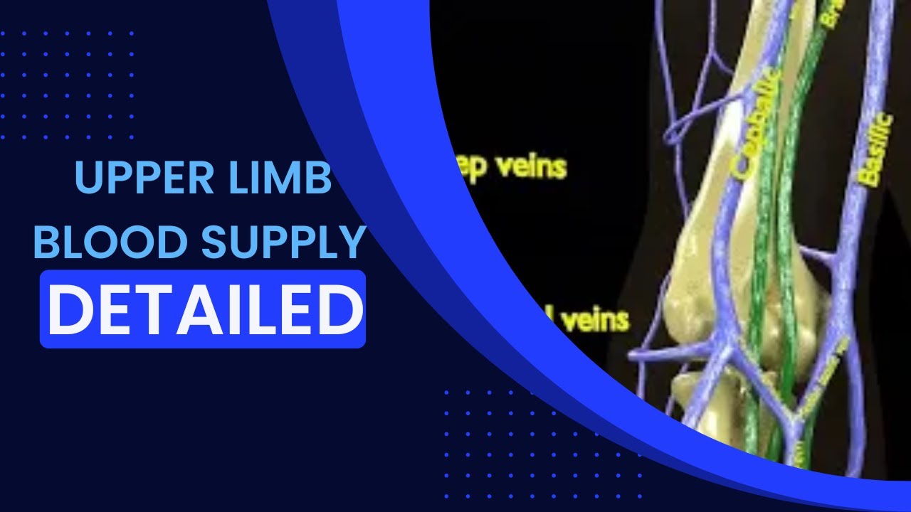 Venous drainage upper limb- vein model 3D Model
