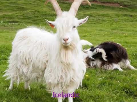All goat breeds in list from A to Z