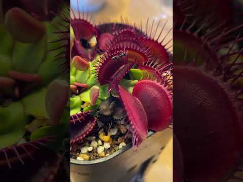 ハエトリグサは数えられる