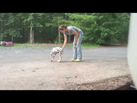 Everest, an adopted Dalmatian in Troy, VA_image-1