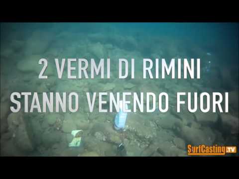 Graffio di uovo di helminths Serie per una ricerca un calla su helminths