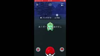 こっちもまだ夜だよ【ポケモンGO】