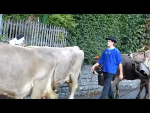 Alpabfahrt Flimserstein 22. Sept. 2012