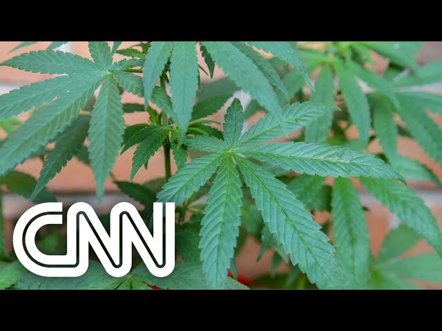 Anvisa autoriza cultivo da cannabis para fins de pesquisa pela primeira vez | LIVE CNN