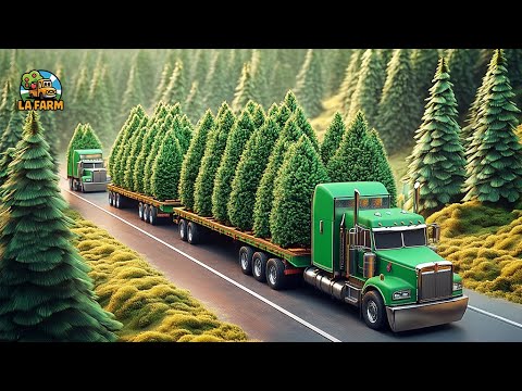 How Farmers Harvest Christmas Trees | Agricultural Documentary