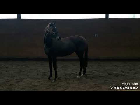 2-jährige Trakehnerstute v. Hibiskus x Michelangelo